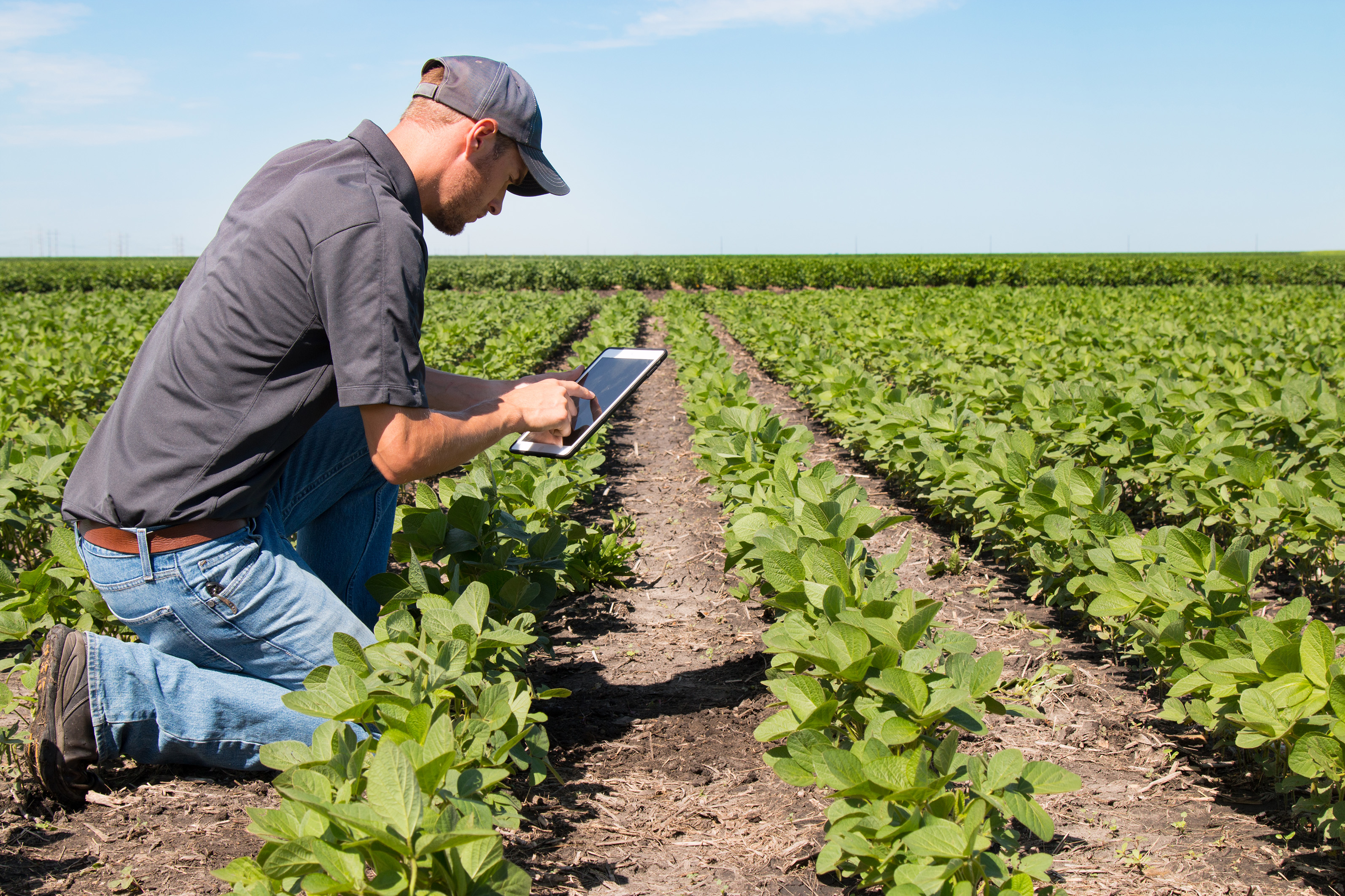 E agriculture. Инновации в сельском хозяйстве. Инновации в растениеводстве. Земледелие в агрономии. Сельское хозяйство Агробизнес.